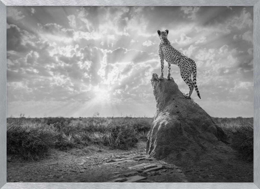 SundownCheetah-BW Poster