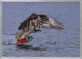 Osprey Chatching Kokanee Salmon Poster