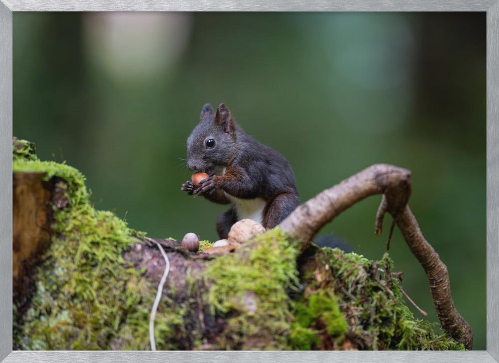 squirrel with some nuts Poster