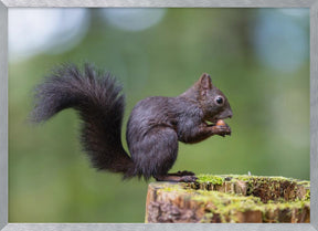 squirrel posing Poster