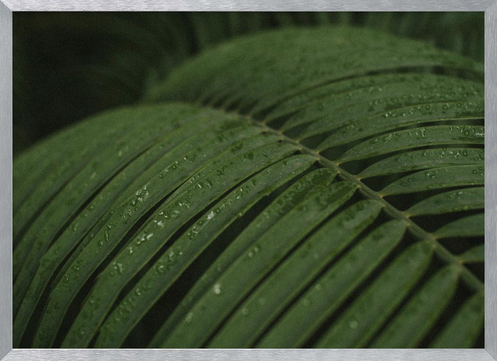 Raindrops in Palm Poster