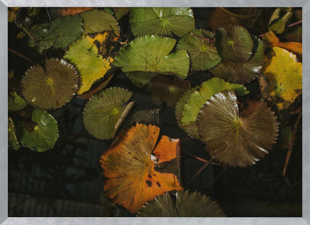 Lily Pads Poster