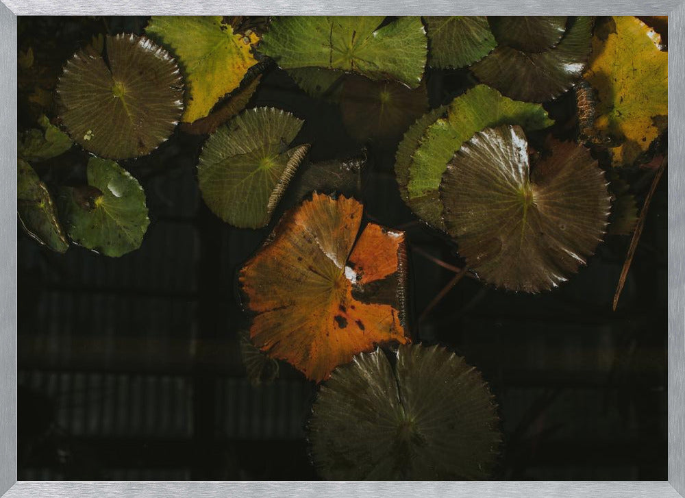 Lily Pads in Water Poster