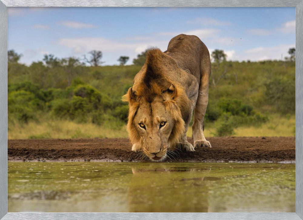 A handsome Male Lion Poster