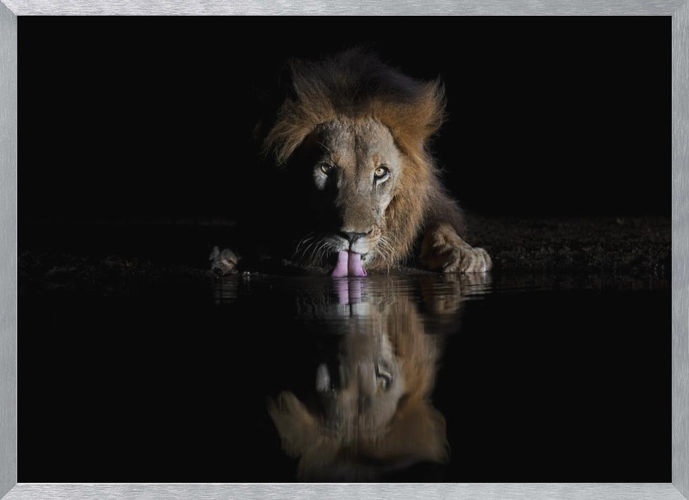 Lion Drinking Poster