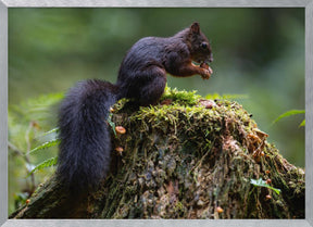 Close-up of squirrel on tree trunk Poster