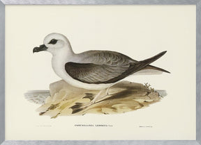 White Headed Petrel Poster