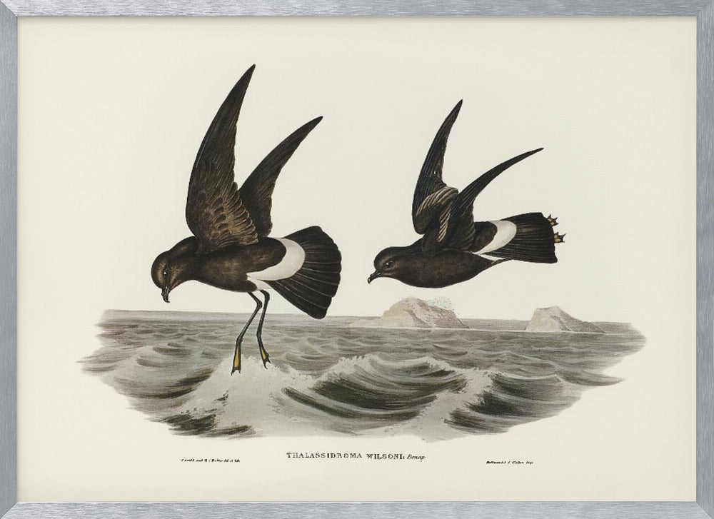 Wilson&#039;s Storm Petrel Poster