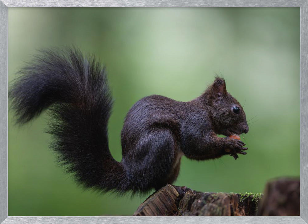 squirrel on wood with perfect pose Poster