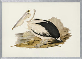 Australian Pelican Poster