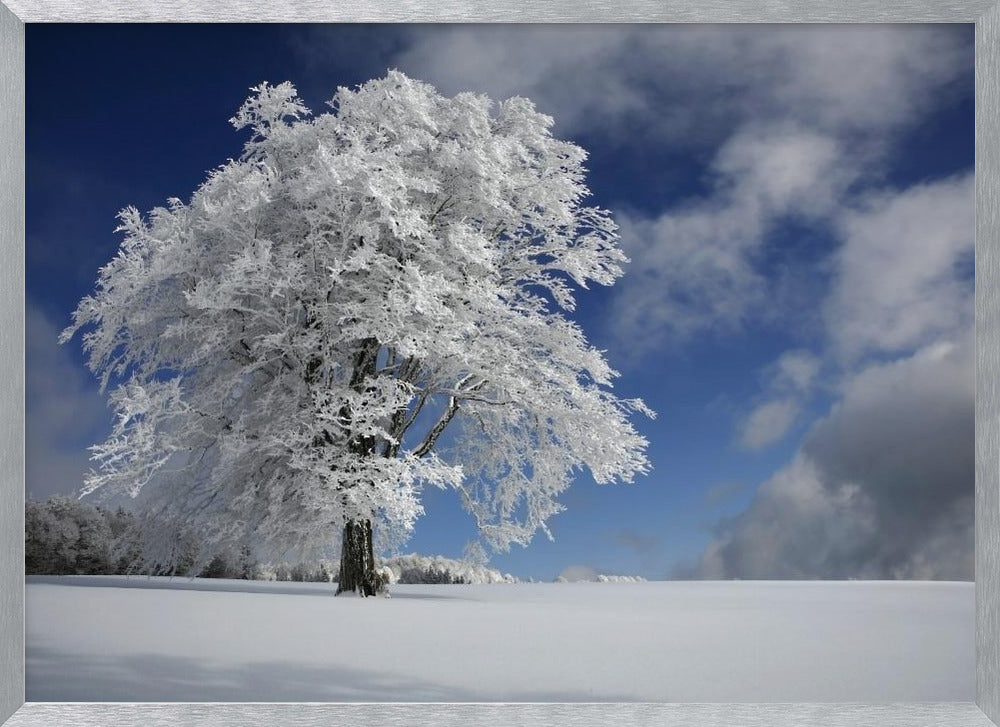 White Windbuche in Black Forest Poster