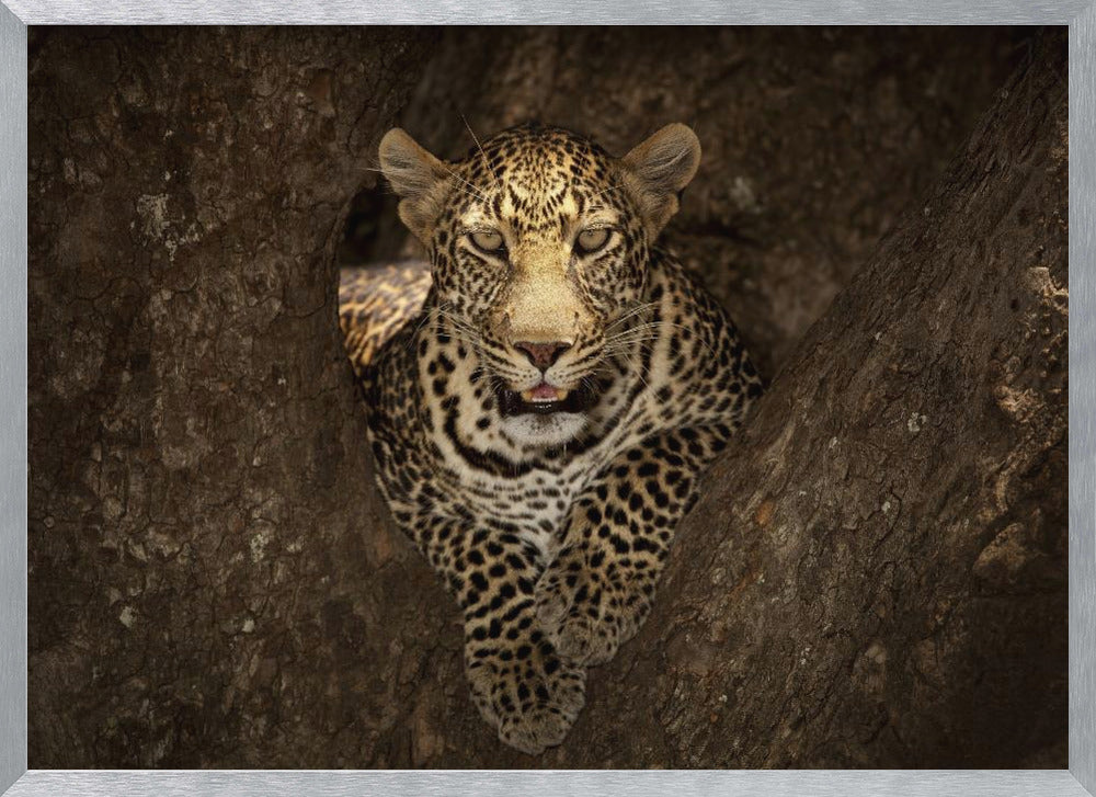 Leopard Resting on a Tree at Masai Mara Poster