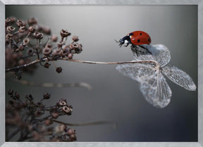 Ladybird on hydrangea. Poster