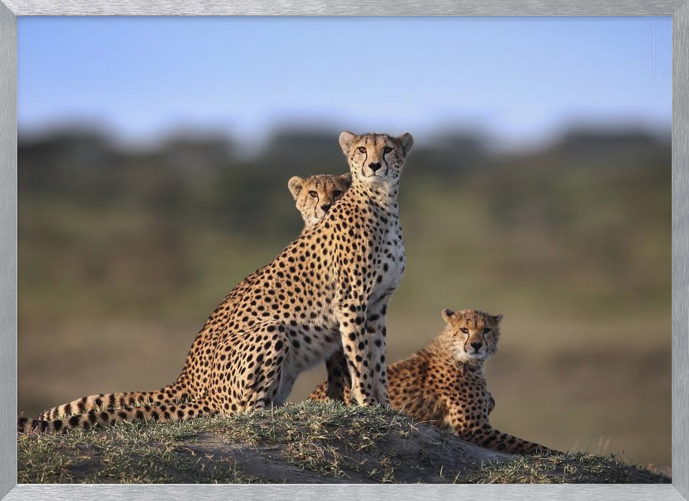 Cheetahs Family Poster