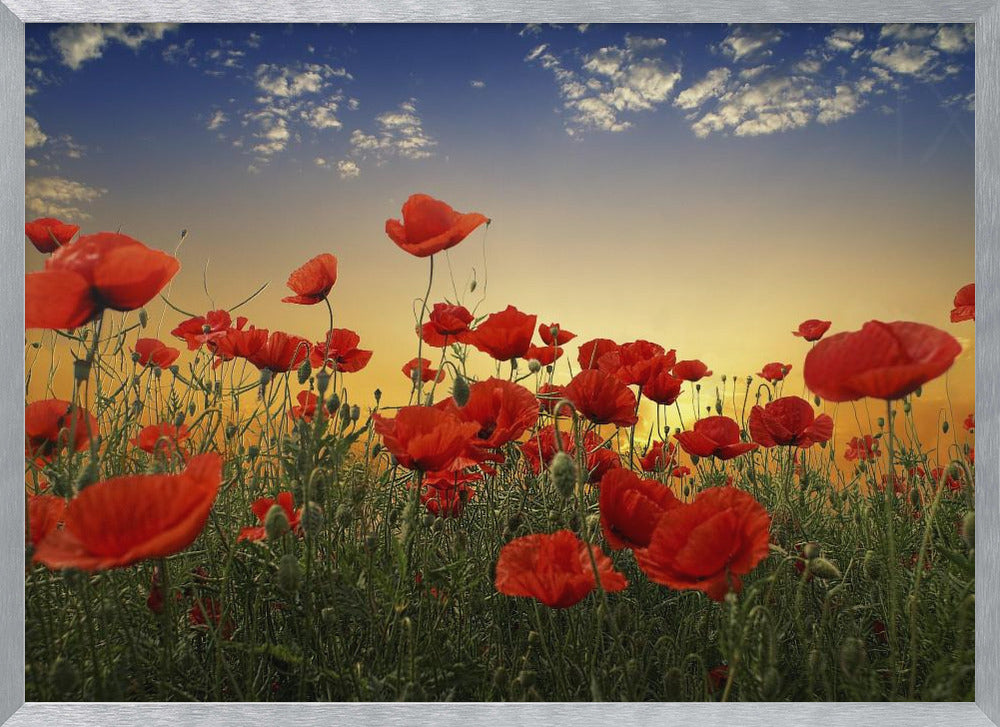 Poppies Poster