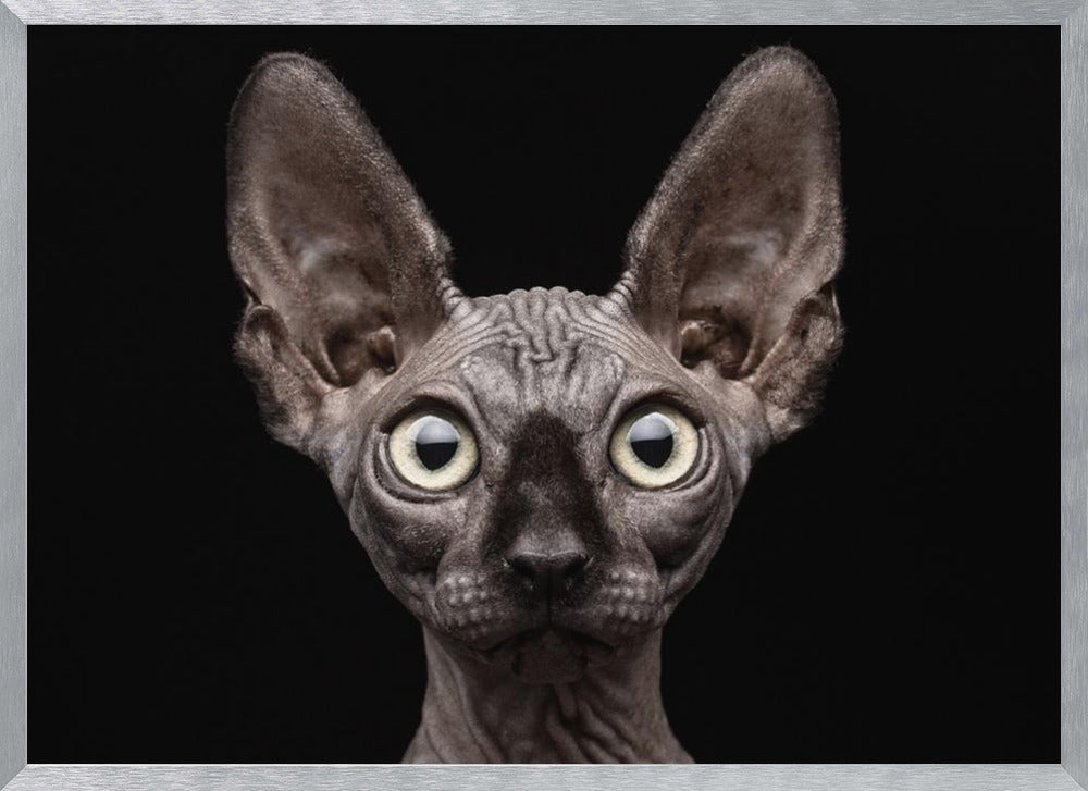 Sphynx Cat Poster