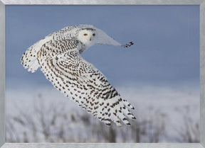 Snowy Owl Poster