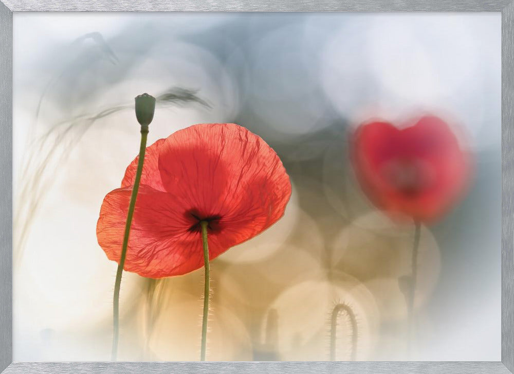 Morning Poppies Poster