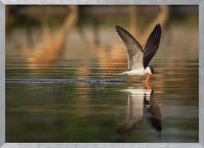 The African Skimmer Poster