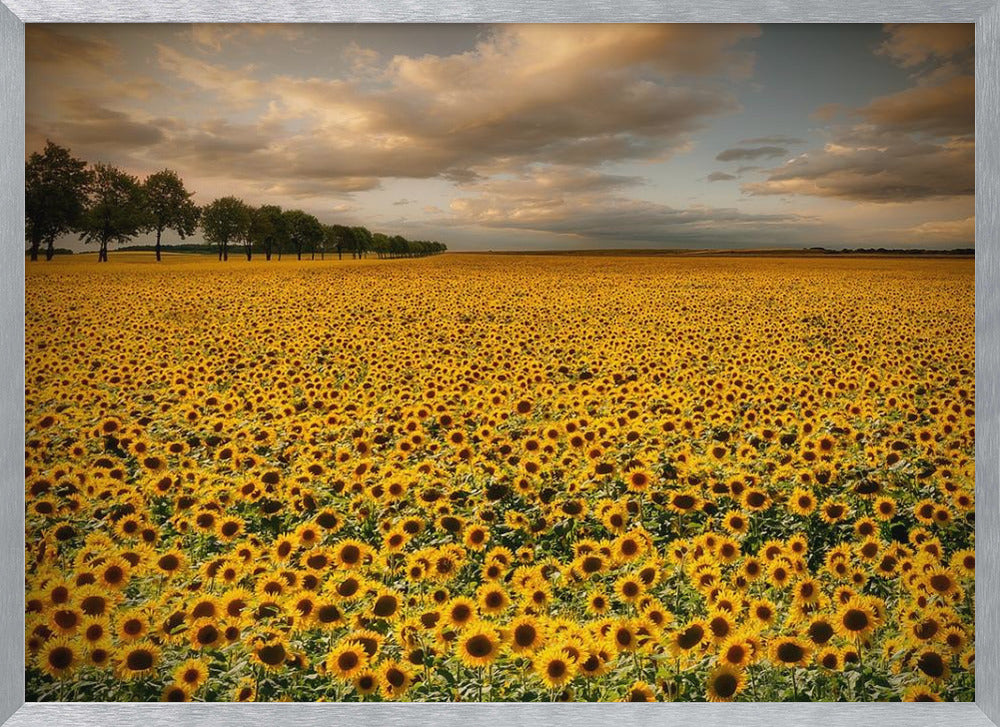 Sunflowers Poster