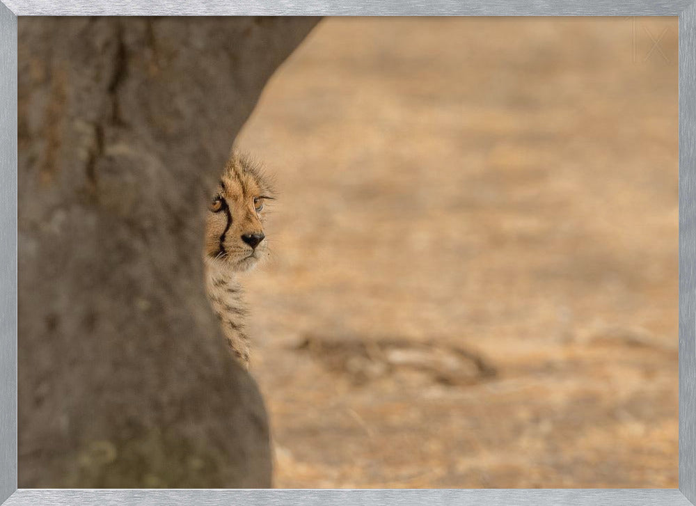 Cheetah hiding Poster