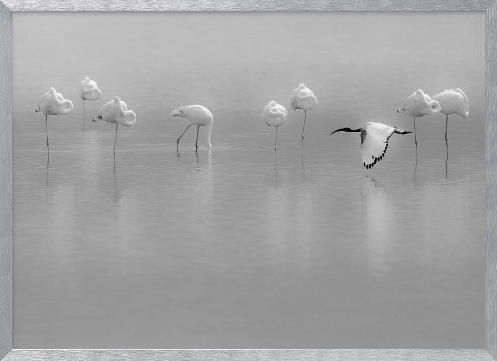 Shades of gray Poster