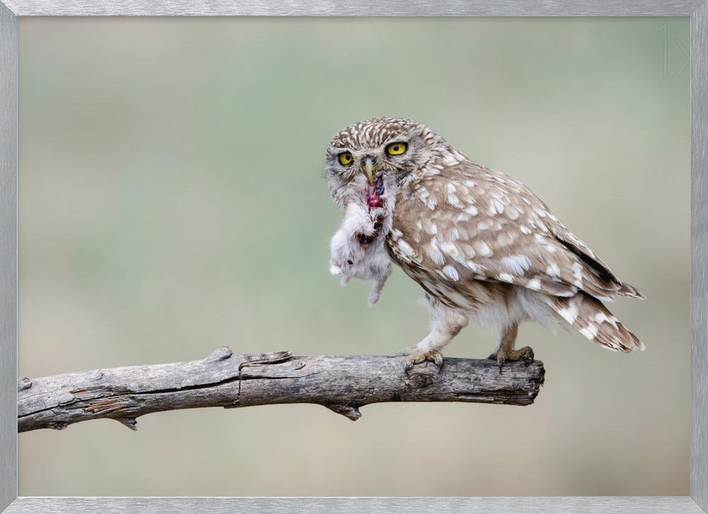 Little Owl Poster