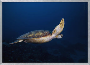 Green Turtle Poster