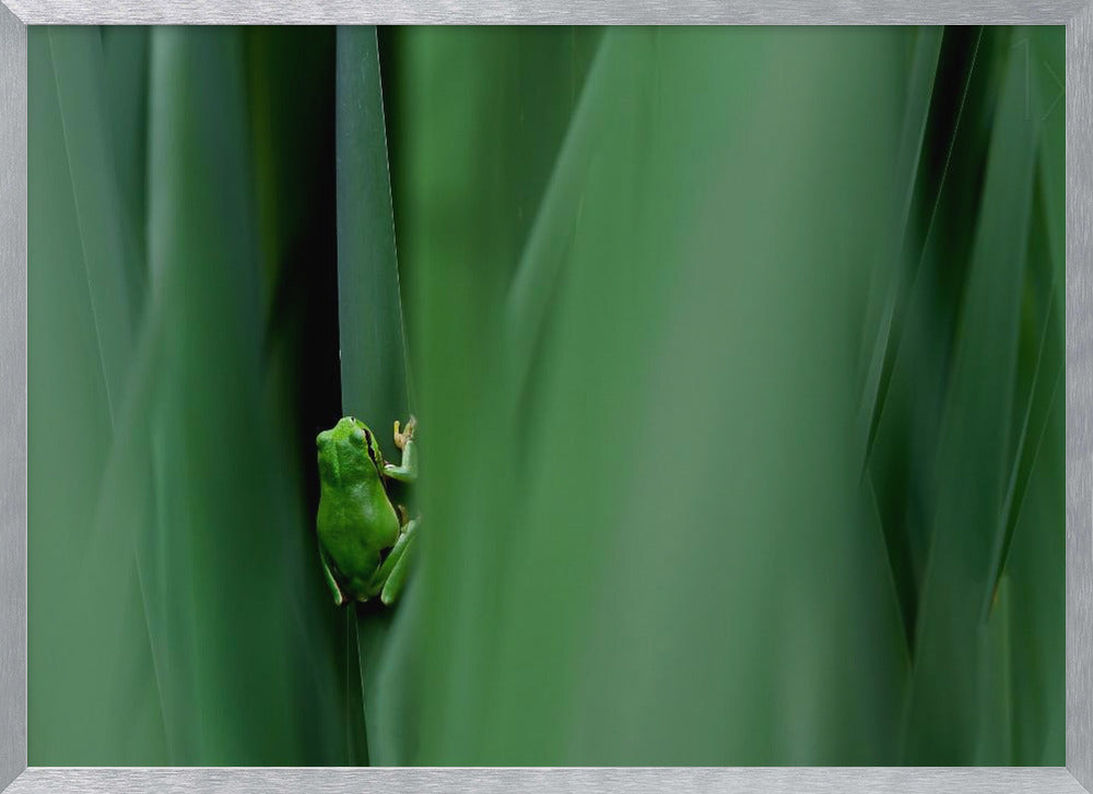 Stage curtain Poster