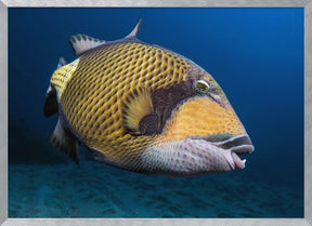 Triggerfish Poster