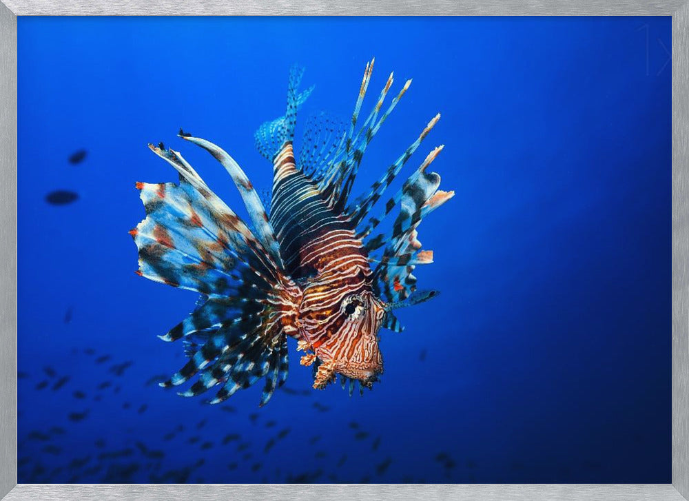 Lionfish Poster