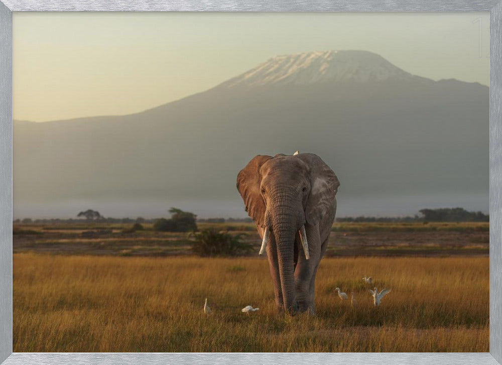 Under the roof of Africa Poster