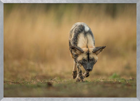 Painted Dog Stalk Poster