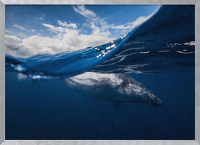 Humpback whale and the sky Poster