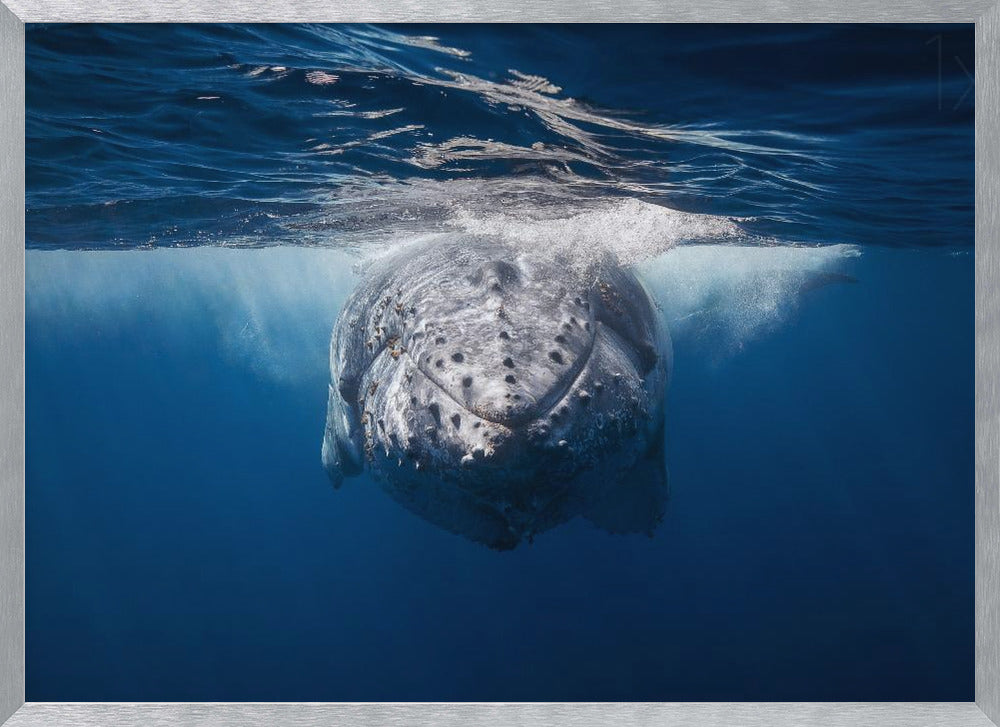 Face to face with Humpback whale Poster