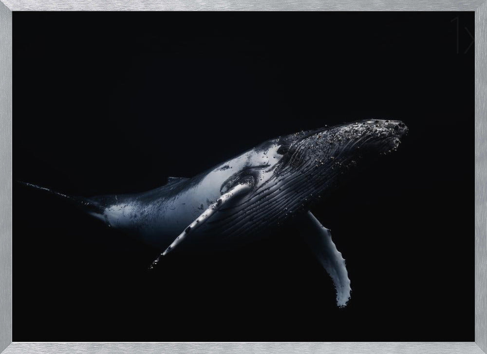 Black &amp; Whale Poster