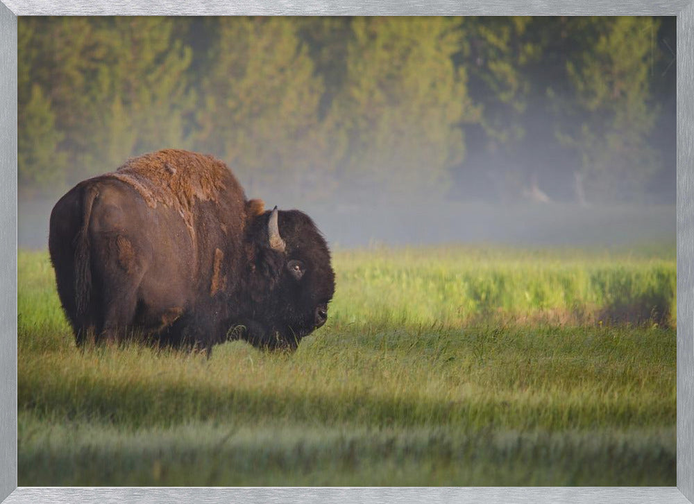 Bison in Morning Light Poster