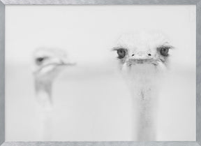 Funny ostrich Poster