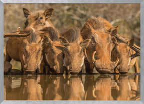 Warthog Family Reunion Poster