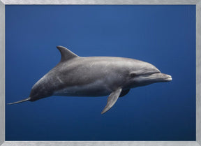 Dolphin Poster