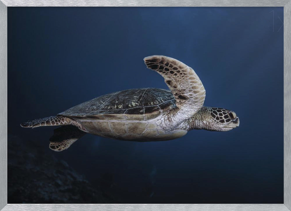 Marine life: Green Turtle Poster