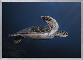 Marine life: Green Turtle Poster