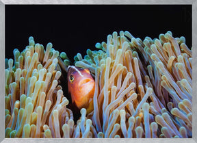 Clownfish Poster