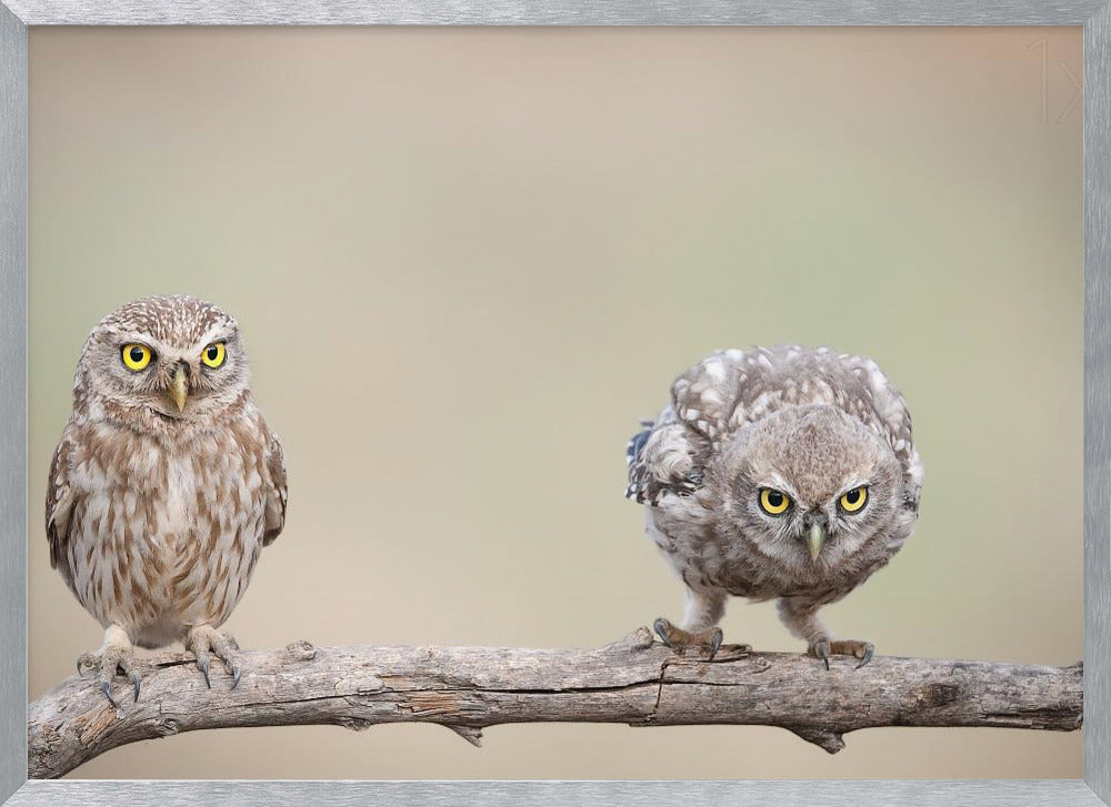 Curiosity of chick Poster