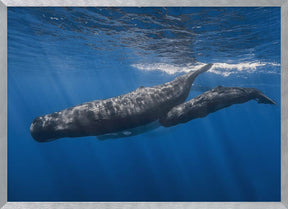 Sperm whale family Poster