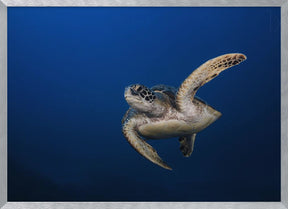 Green Turtle Poster