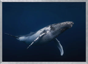 Humpback whale in blue Poster