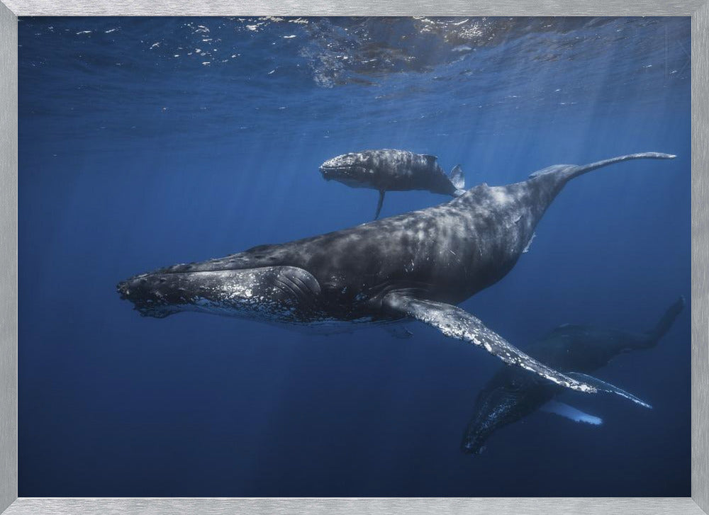 Humpback whale family's Poster