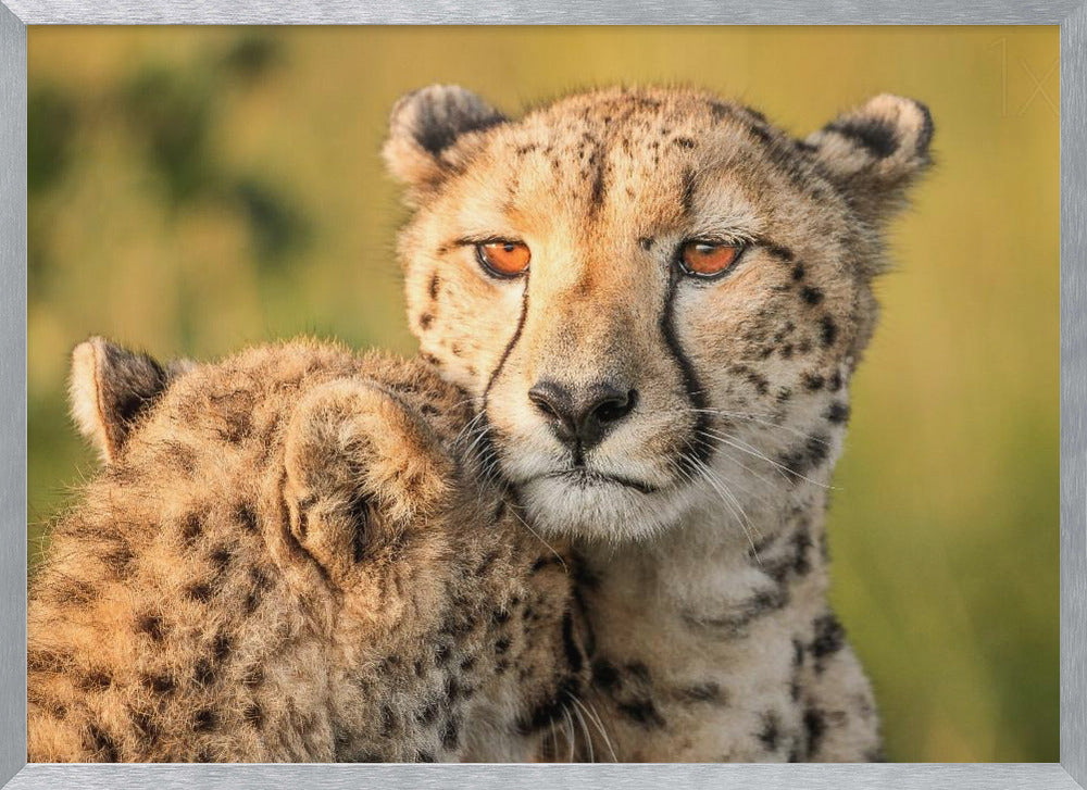 Cheetah eyes Poster