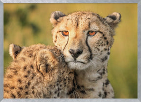 Cheetah eyes Poster